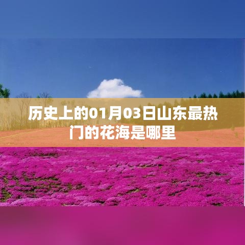 山東花海熱門歷史變遷，一月三日必游之地