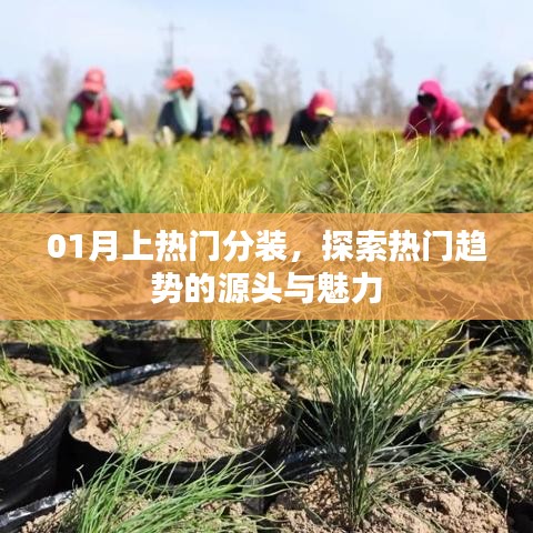 01月熱門趨勢探索，源頭魅力與分裝解析