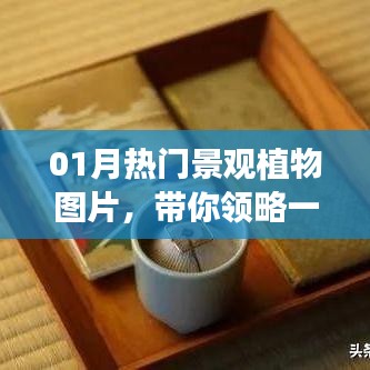一月熱門景觀植物圖片欣賞，領略植物魅力