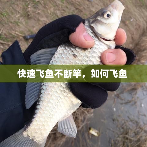 快速飛魚(yú)不斷竿，如何飛魚(yú)