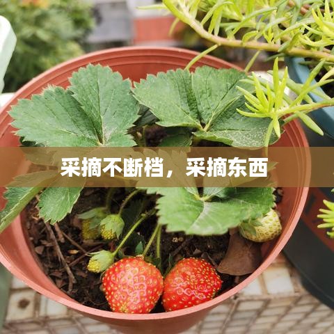 采摘不斷檔，采摘東西