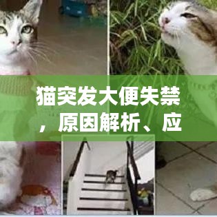 貓突發大便失禁，原因解析、應對方案與溫馨關懷