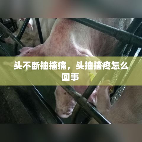 頭不斷抽搐痛，頭抽搐疼怎么回事