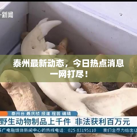 泰州最新動態(tài)，今日熱點消息一網打盡！
