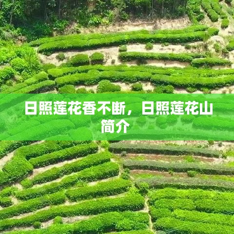 日照蓮花山，探秘連綿不絕的蓮花香