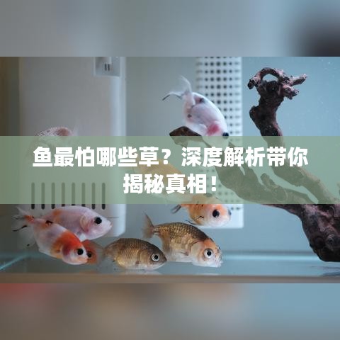 魚怕哪些草？深度解析水草與魚的互動關系！