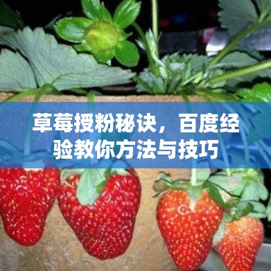 草莓授粉秘訣，百度經驗教你方法與技巧