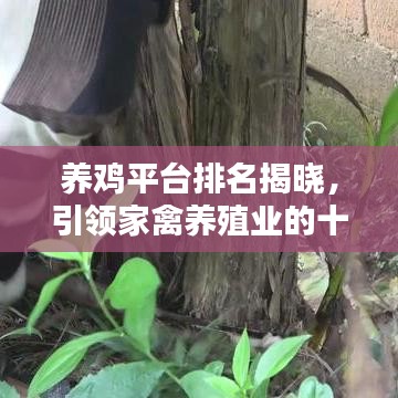 養(yǎng)雞平臺排名揭曉，引領(lǐng)家禽養(yǎng)殖業(yè)的十大佼佼者