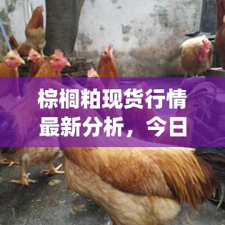 棕櫚粕現貨行情最新分析，今日市場動態一網打盡