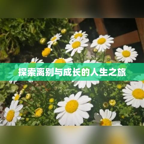 探索離別與成長的人生之旅