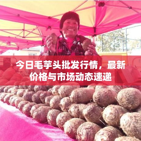 今日毛芋頭批發行情，最新價格與市場動態速遞