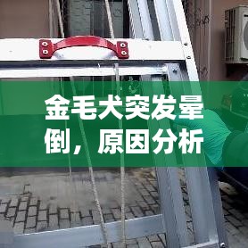 金毛犬突發(fā)暈倒，原因分析及應對方法