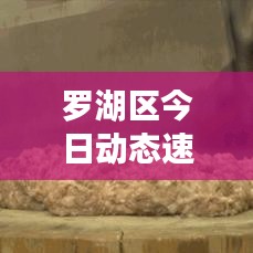 羅湖區今日動態速遞，最新情況一覽