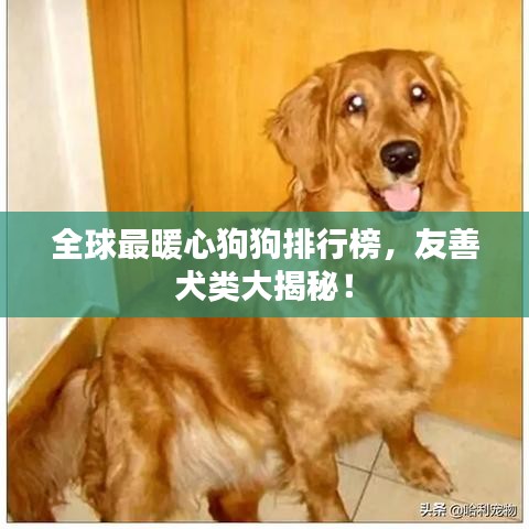 全球最暖心狗狗排行榜，友善犬類大揭秘！