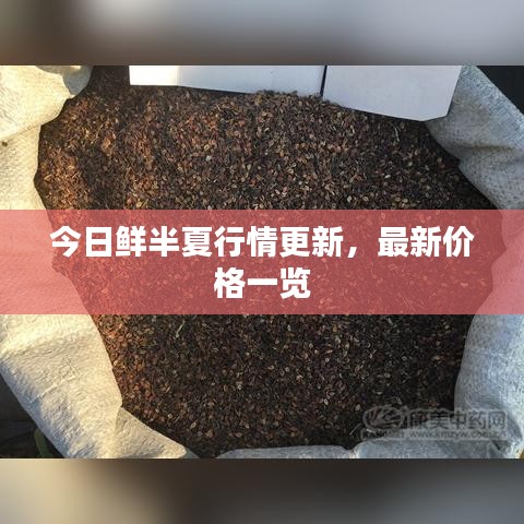 今日鮮半夏行情更新，最新價格一覽