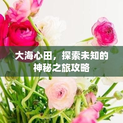 大海心田，探索未知的神秘之旅攻略