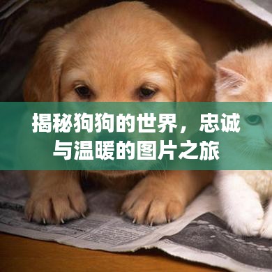揭秘狗狗的世界，忠誠與溫暖的圖片之旅