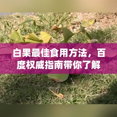白果最佳食用方法，百度權威指南帶你了解！
