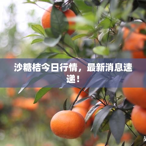 沙糖桔今日行情，最新消息速遞！