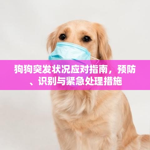 狗狗突發(fā)狀況應(yīng)對指南，預(yù)防、識別與緊急處理措施