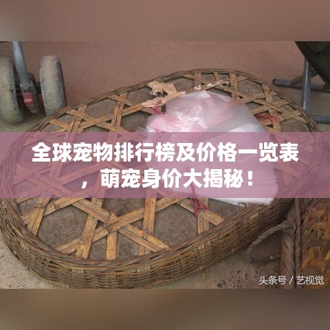 全球寵物排行榜及價格一覽表，萌寵身價大揭秘！