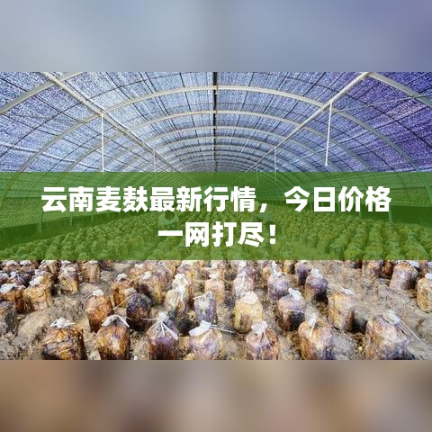 云南麥麩最新行情，今日價格一網打盡！