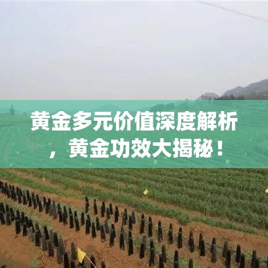 黃金多元價(jià)值深度解析，黃金功效大揭秘！