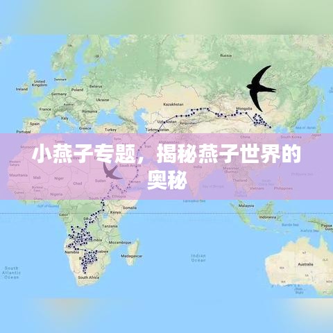 小燕子專題，揭秘燕子世界的奧秘