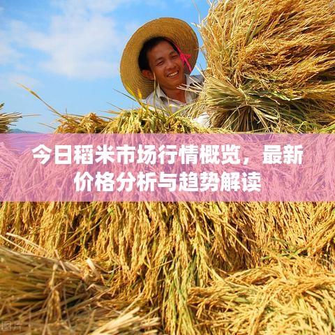 今日稻米市場(chǎng)行情概覽，最新價(jià)格分析與趨勢(shì)解讀