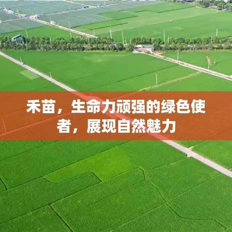 禾苗，生命力頑強的綠色使者，展現自然魅力