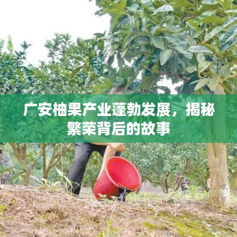 廣安柚果產業蓬勃發展，揭秘繁榮背后的故事