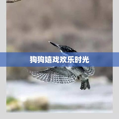 狗狗嬉戲歡樂(lè)時(shí)光