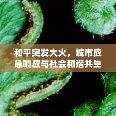 和平突發大火，城市應急響應與社會和諧共生面臨考驗