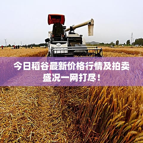 今日稻谷最新價格行情及拍賣盛況一網打盡！