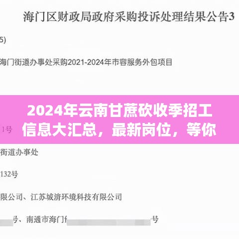 2024年云南甘蔗砍收季招工信息大匯總，最新崗位，等你來砍！