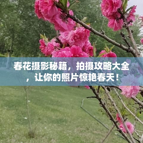 春花攝影秘籍，拍攝攻略大全，讓你的照片驚艷春天！