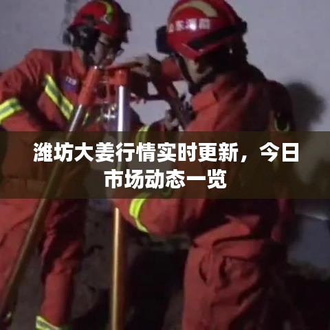 濰坊大姜行情實時更新，今日市場動態(tài)一覽