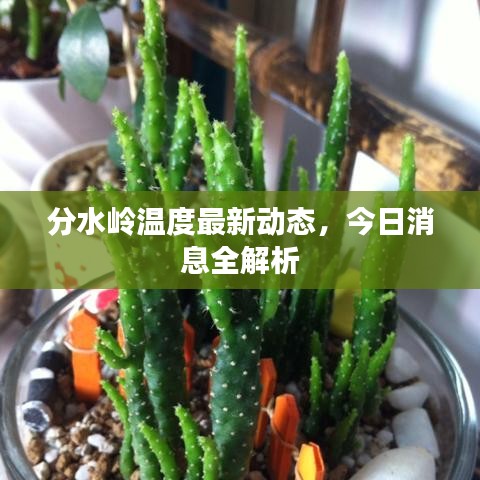 分水嶺溫度最新動態，今日消息全解析