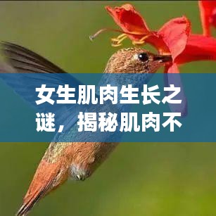 女生肌肉生長之謎，揭秘肌肉不斷增長的秘密！