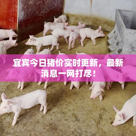 宜賓今日豬價實時更新，最新消息一網(wǎng)打盡！