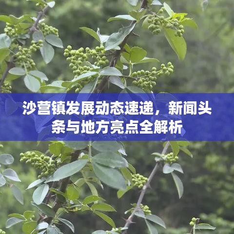 沙營鎮發展動態速遞，新聞頭條與地方亮點全解析