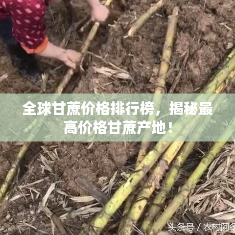 全球甘蔗價格排行榜，揭秘最高價格甘蔗產地！