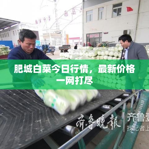 肥城白菜今日行情，最新價格一網打盡