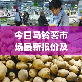 今日馬鈴薯市場最新報價及走勢分析與預測