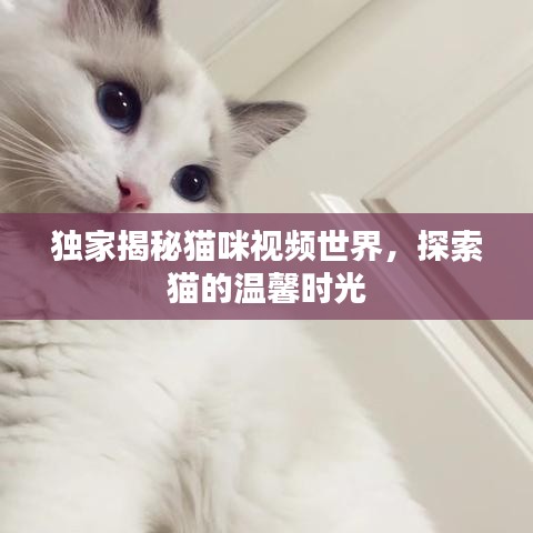 獨(dú)家揭秘貓咪視頻世界，探索貓的溫馨時(shí)光