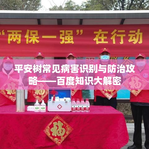 平安樹常見病害識別與防治攻略——百度知識大解密
