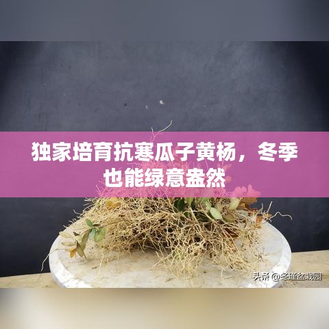 獨家培育抗寒瓜子黃楊，冬季也能綠意盎然