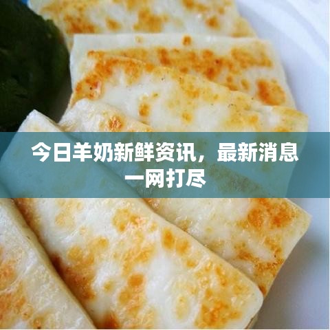 今日羊奶新鮮資訊，最新消息一網打盡