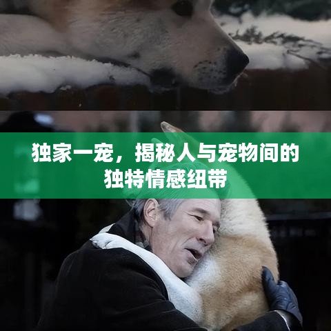 獨家一寵，揭秘人與寵物間的獨特情感紐帶