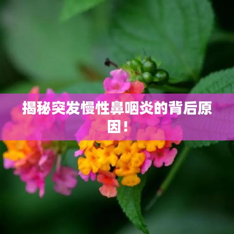 揭秘突發慢性鼻咽炎的背后原因！